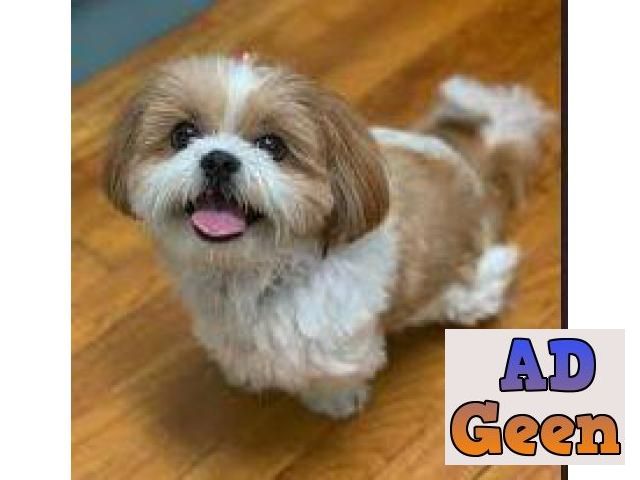 used Toy Breed Shihtzu Pups For Sale 8860346006 for sale 